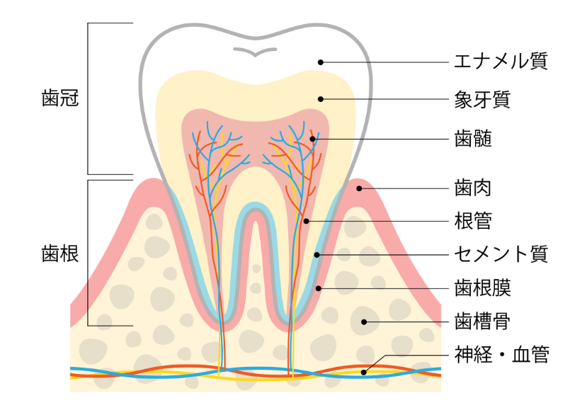 歯周組織｜やくし歯科
